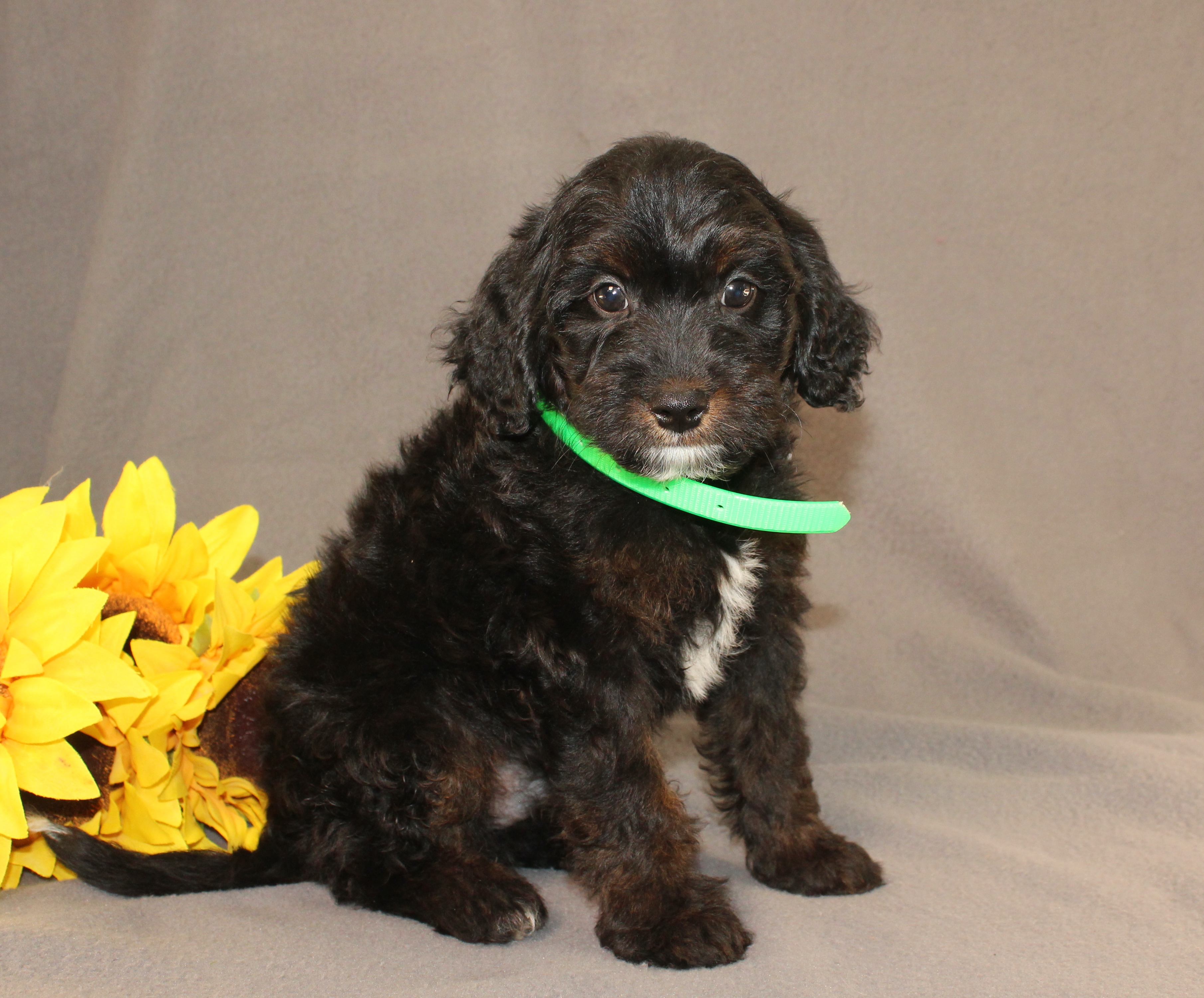 puppy, for, sale, Mini Cavagoldendoodle, Ivan J. Stoltzfus, dog, breeder, Dornsife, PA, dog-breeder, puppy-for-sale, forsale, nearby, find, puppyfind, locator, puppylocator, aca